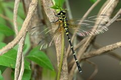 Burmagomphus vermicularis