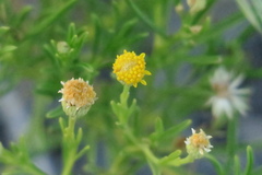 Pulicaria glutinosa
