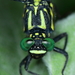 Asiagomphus hainanensis - Photo (c) Tommy Hui,  זכויות יוצרים חלקיות (CC BY-NC), הועלה על ידי Tommy Hui