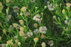 Pulicaria glutinosa