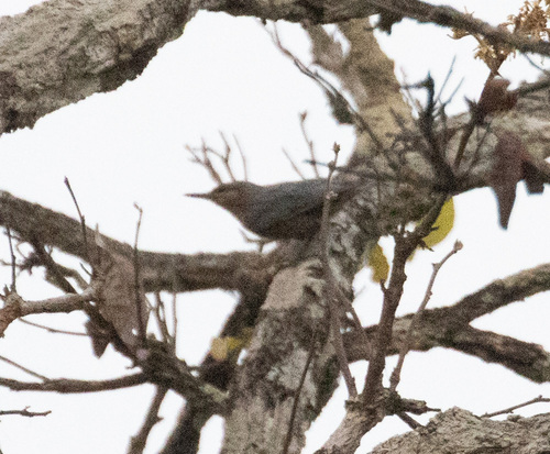 Burmese Nuthatch (Sitta neglecta), photo 3