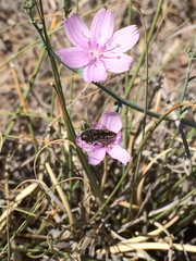 Acmaeodera cuneata