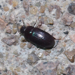 Diaperinae