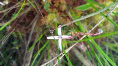 Vaccinium macrocarpon