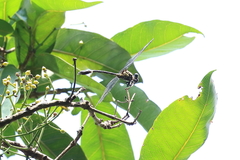 Megalogomphus sommeri
