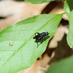Chalcosyrphus chalybeus
