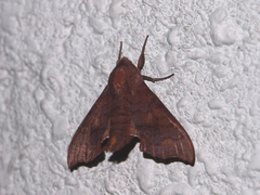Cypoides chinensis