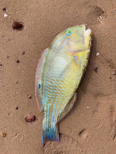 Blackspot Tuskfish
