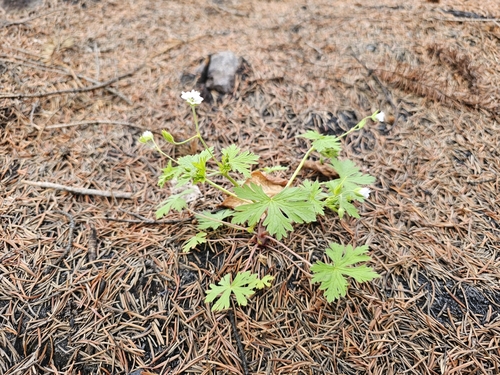Bicknell's cranesbill (Geranium bicknellii)