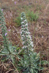 Echium italicum