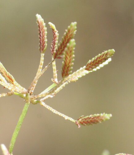 crevice flatsedge (Cyperus tenuis)