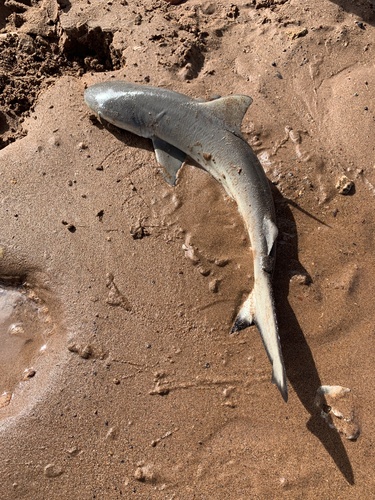 Nervous Shark