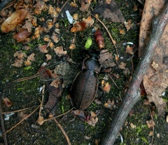 Carabus regalis