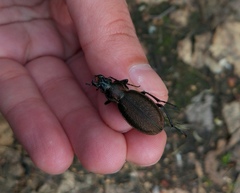 Carabus regalis