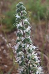 Echium italicum