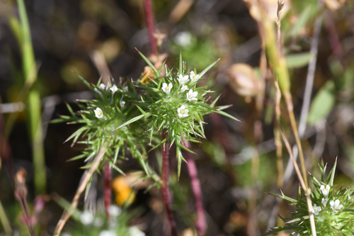 Paradox Navarretia (Navarretia paradoxinota)
