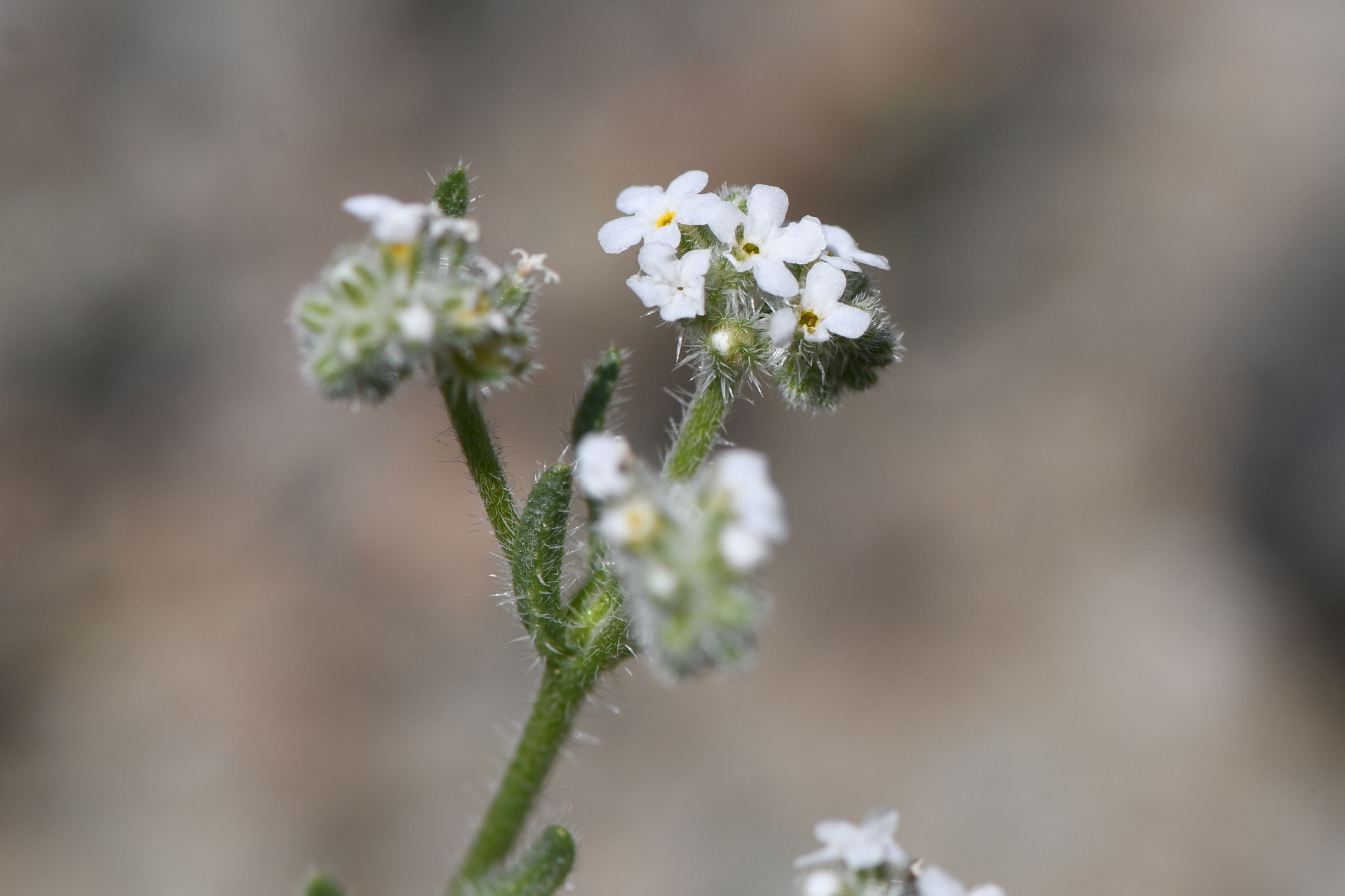 Cryptantha hispidula