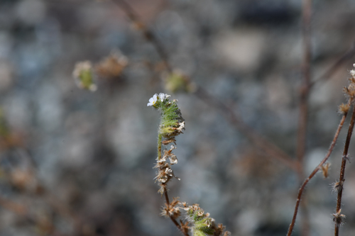 napa cryptantha (Cryptantha hispidula)