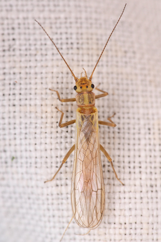 Fivespot Stripetail