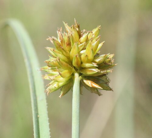 Cyperus oxycarpus