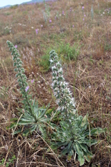 Echium italicum