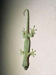 Gekko japonicus