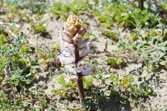 Orobanche crenata
