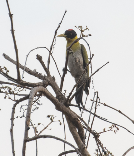 Black-headed Woodpecker (Picus erythropygius), photo 5