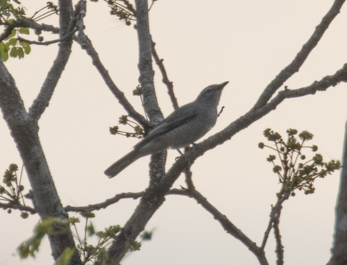 Indochinese Cuckooshrike (Lalage polioptera), photo 2