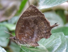 Mahathala ameria