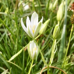 Ornithogalum montanum