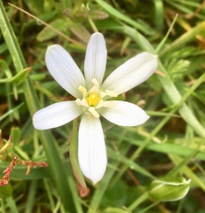Ornithogalum montanum