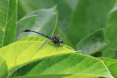 Burmagomphus vermicularis
