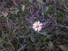 Brachyscome graminea