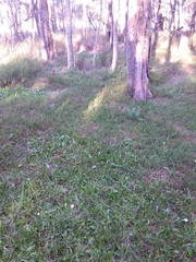 Brachyscome graminea