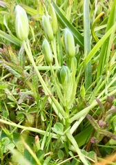 Ornithogalum montanum
