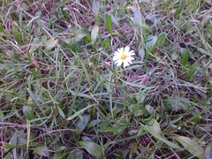 Brachyscome graminea