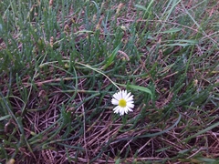 Brachyscome graminea