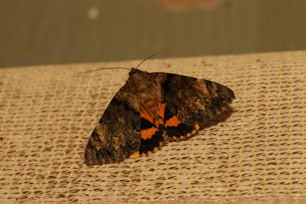 Delilah Underwing Moth