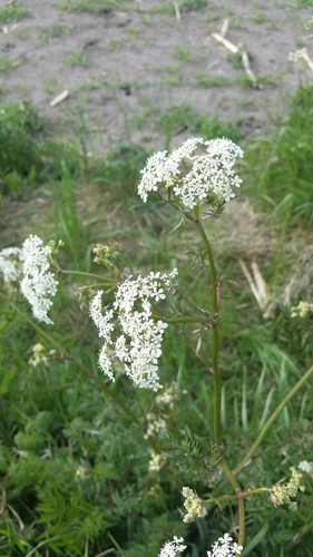 Anthriscus sylvestris iNat (1)