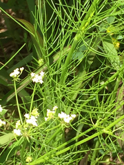 Chaerophyllum texanum