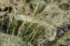 Stipagrostis ciliata