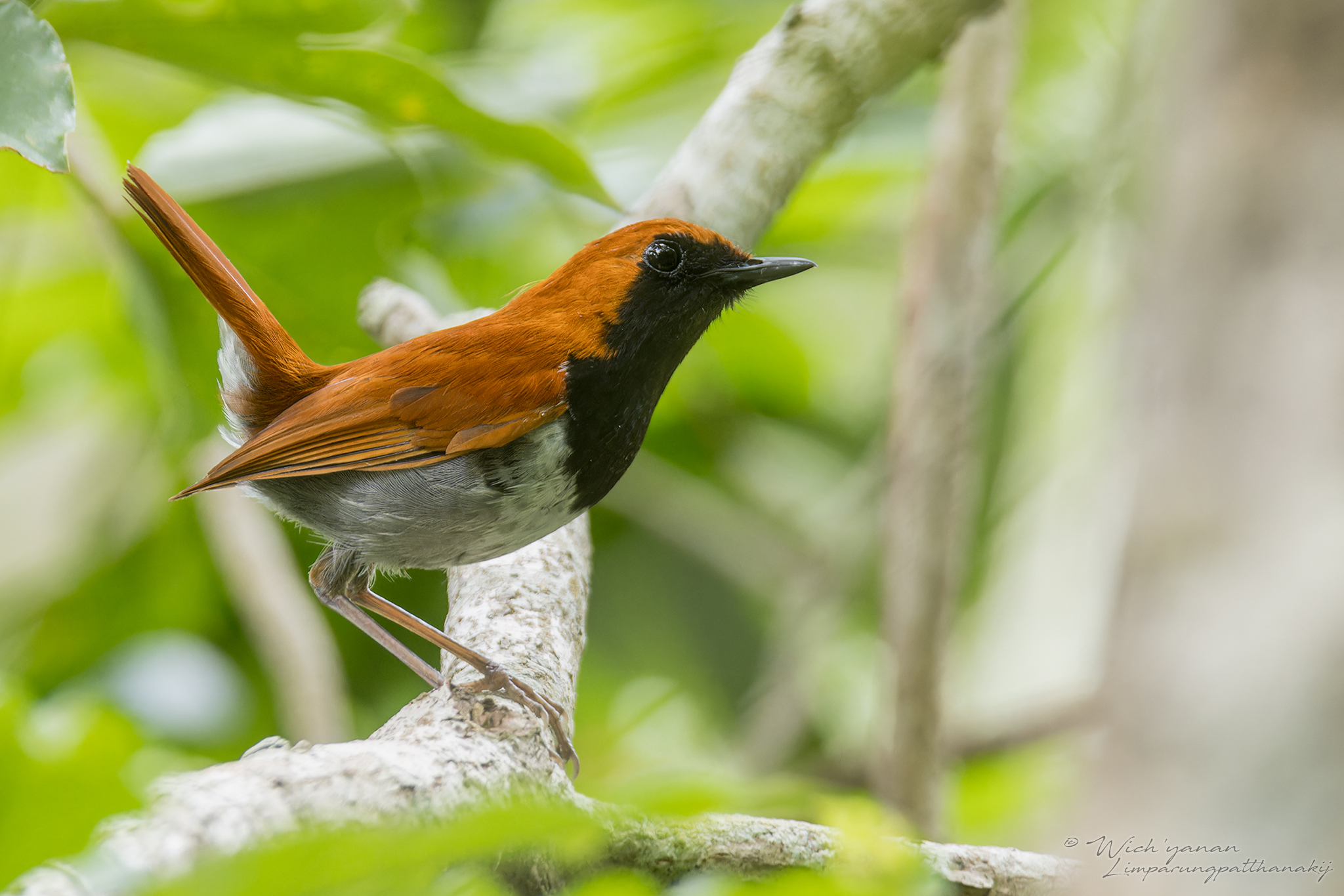 Blue Robins, Japanese Robins, and Allies (Genus Larvivora
