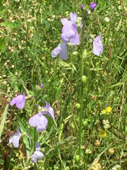 Lobelia appendiculata