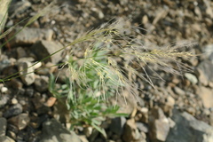 Stipagrostis ciliata