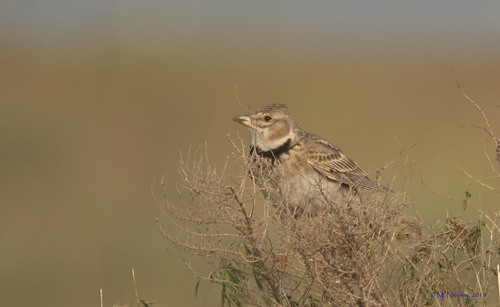 Calandria común (Melanocorypha calandra)