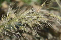 Stipagrostis ciliata