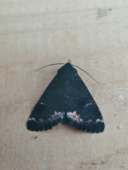 Catephia alchymista