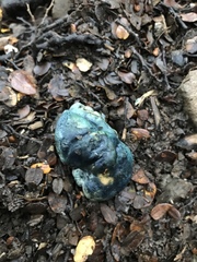 Rossbeevera pachydermis