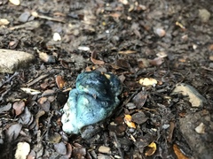 Rossbeevera pachydermis